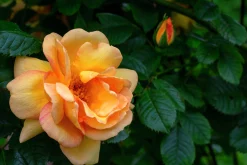 Buskros 'Maigold' Barrotad>Omnia garden Discount