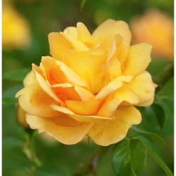 Buskros 'Maigold' Barrotad><noscript><img width=