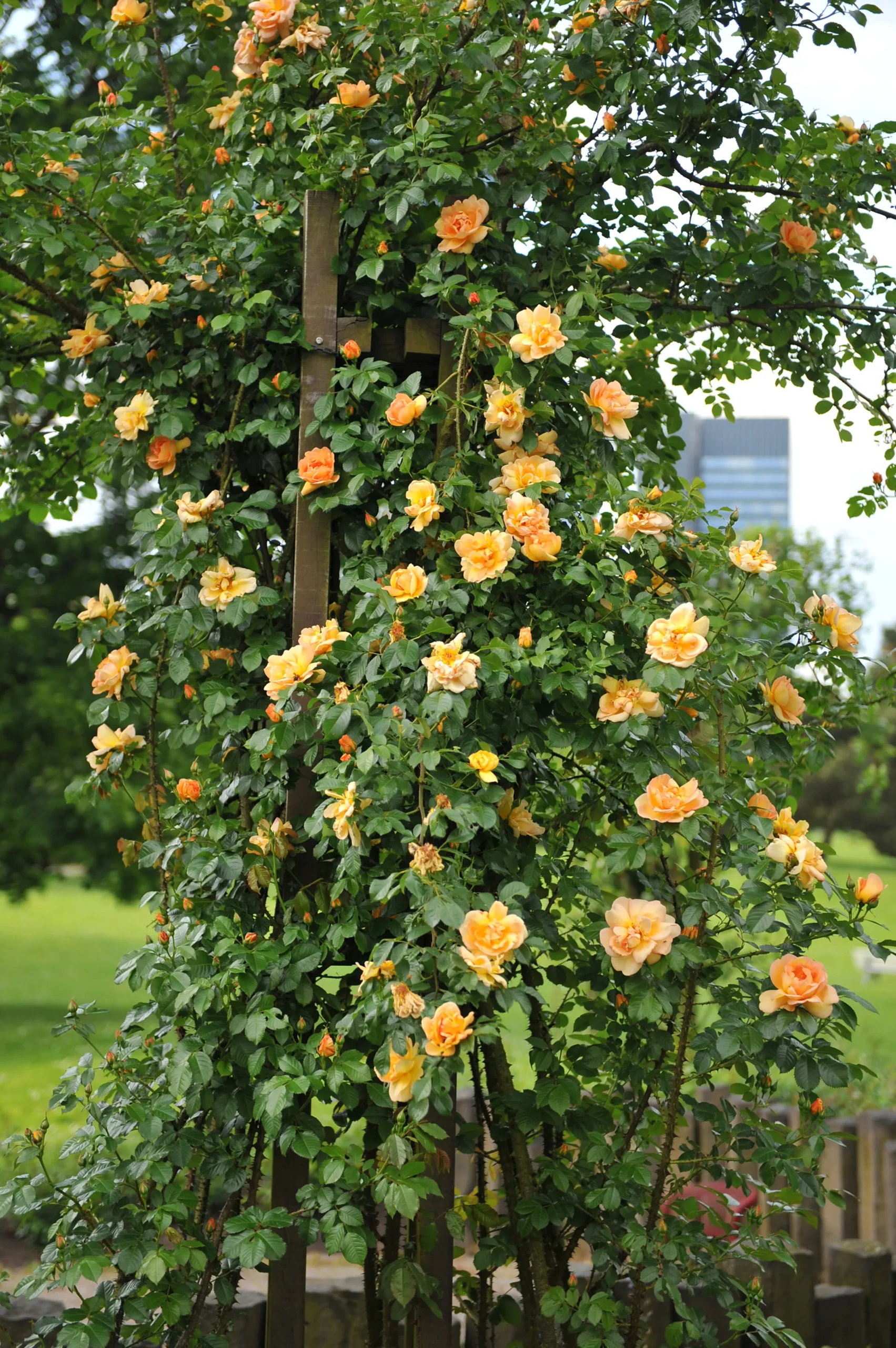 Buskros 'Maigold' Barrotad>Omnia garden Discount
