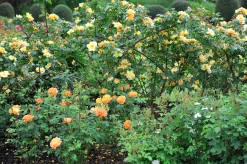 Buskros 'Maigold' Barrotad><noscript><img width=