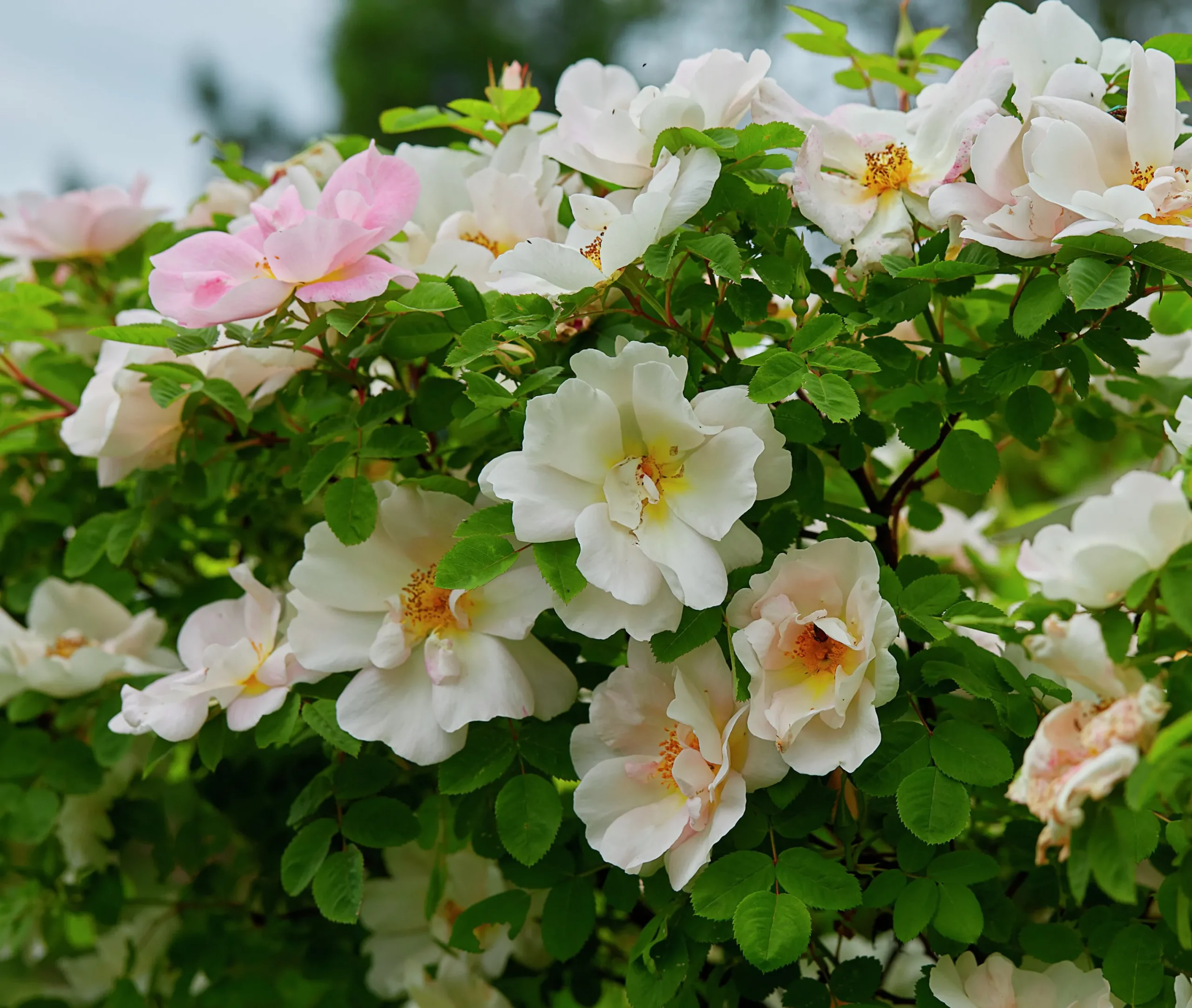 Buskros 'Nevada' Barrotad>Omnia garden Sale