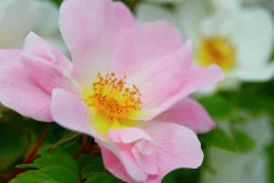 Buskros 'Nevada' Barrotad>Omnia garden Sale
