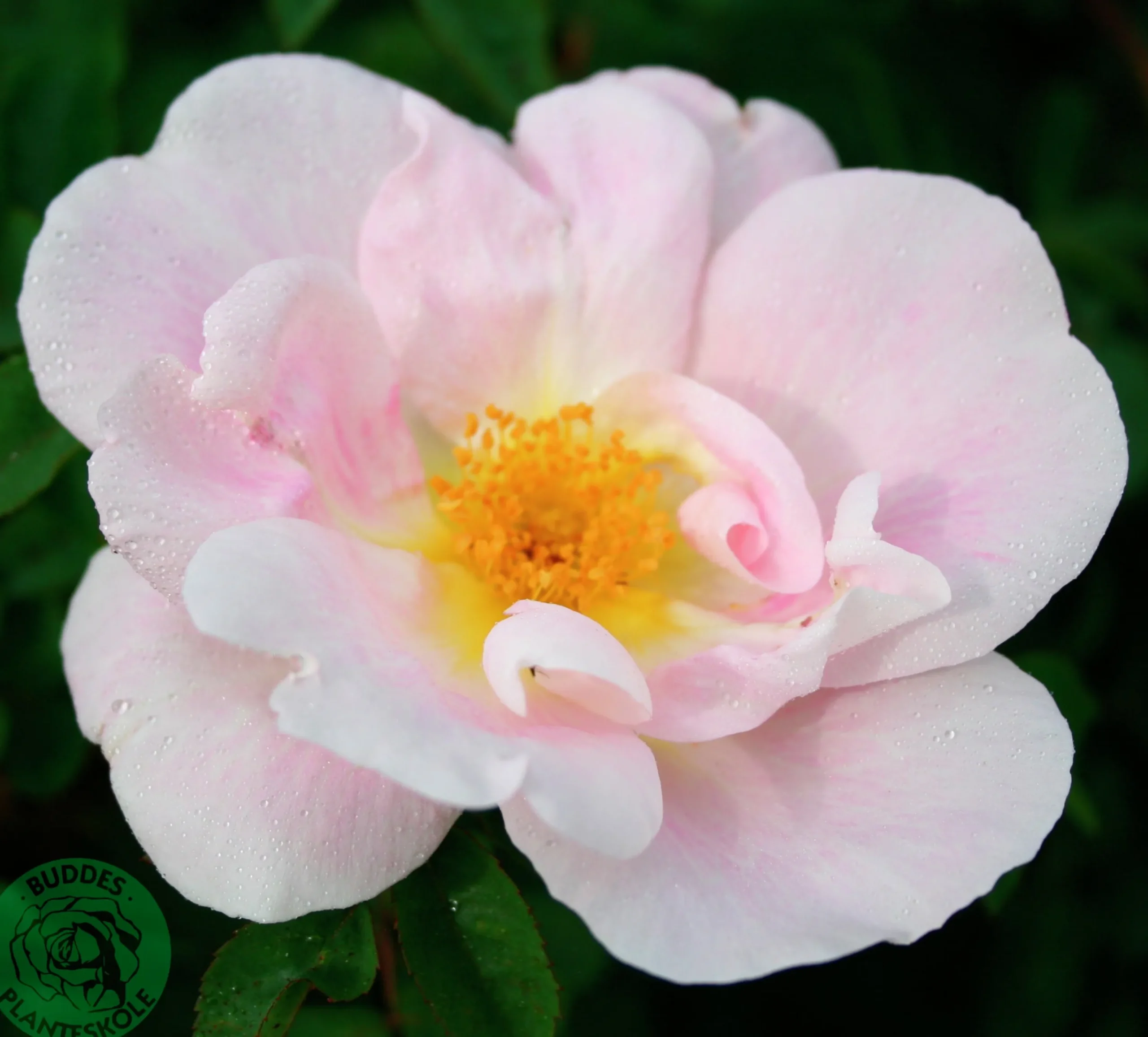 Buskros 'Nevada' Barrotad>Omnia garden Sale