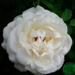 Buskros 'Nina Renaissance' 'Poulren018' Barrotad>Omnia garden New