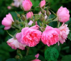 Buskros 'Pink Grootendorst' Barrotad>Omnia garden Outlet