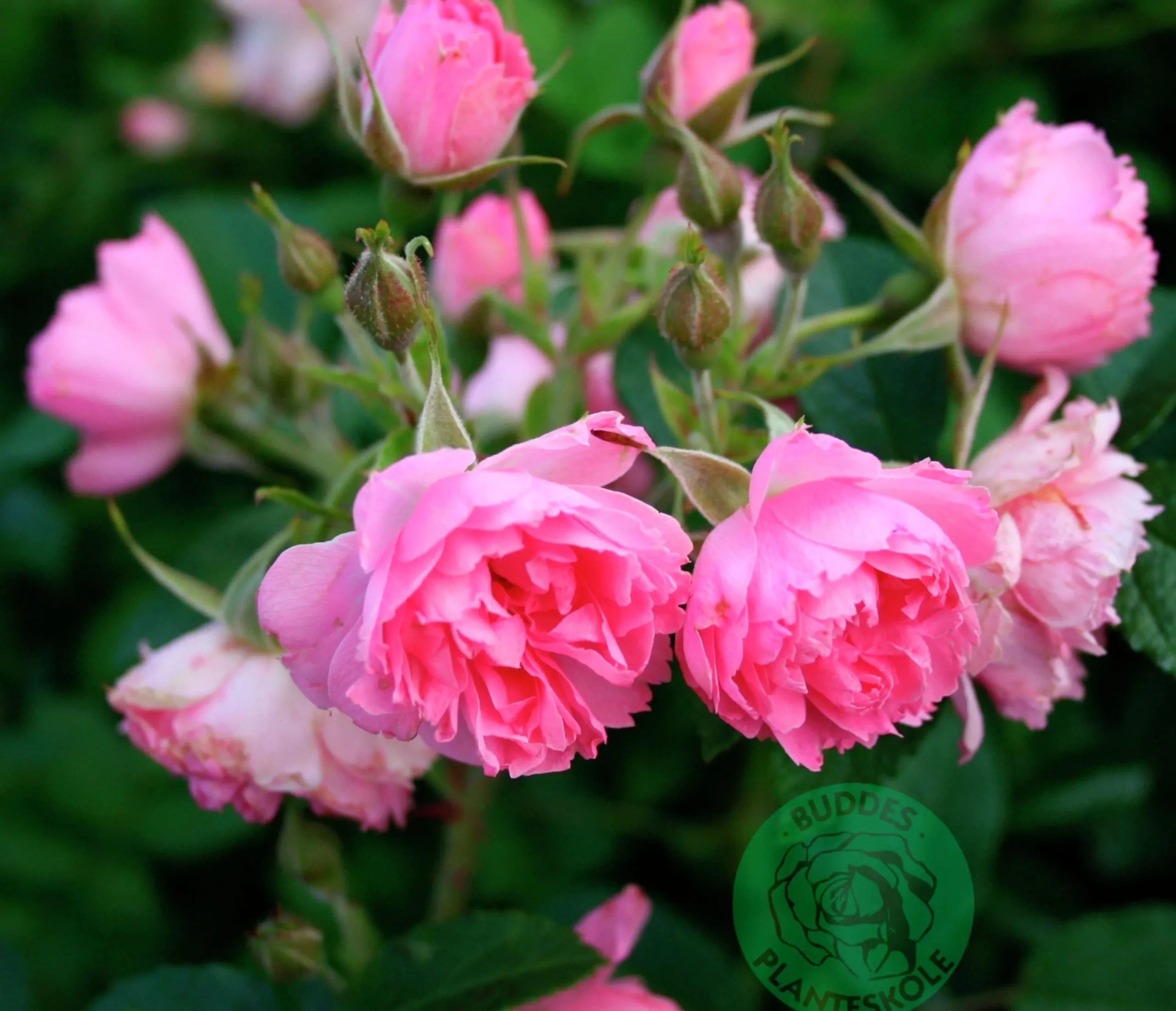 Buskros 'Pink Grootendorst' Barrotad>Omnia garden Outlet