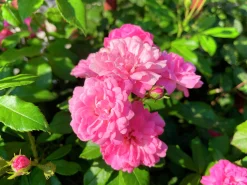 Buskros 'Pink Grootendorst' Barrotad>Omnia garden Outlet