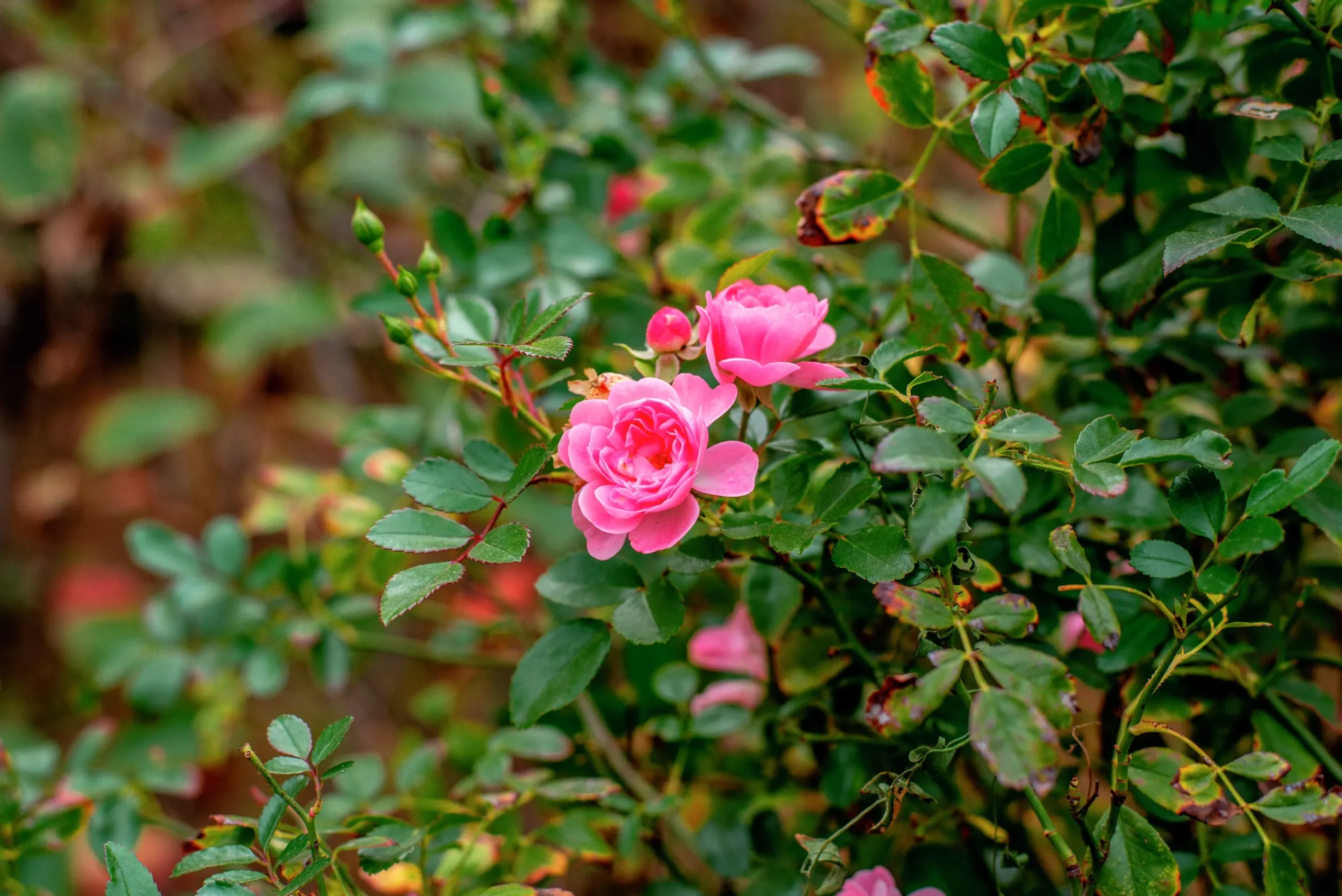 Buskros 'Pink Grootendorst' Barrotad>Omnia garden Outlet