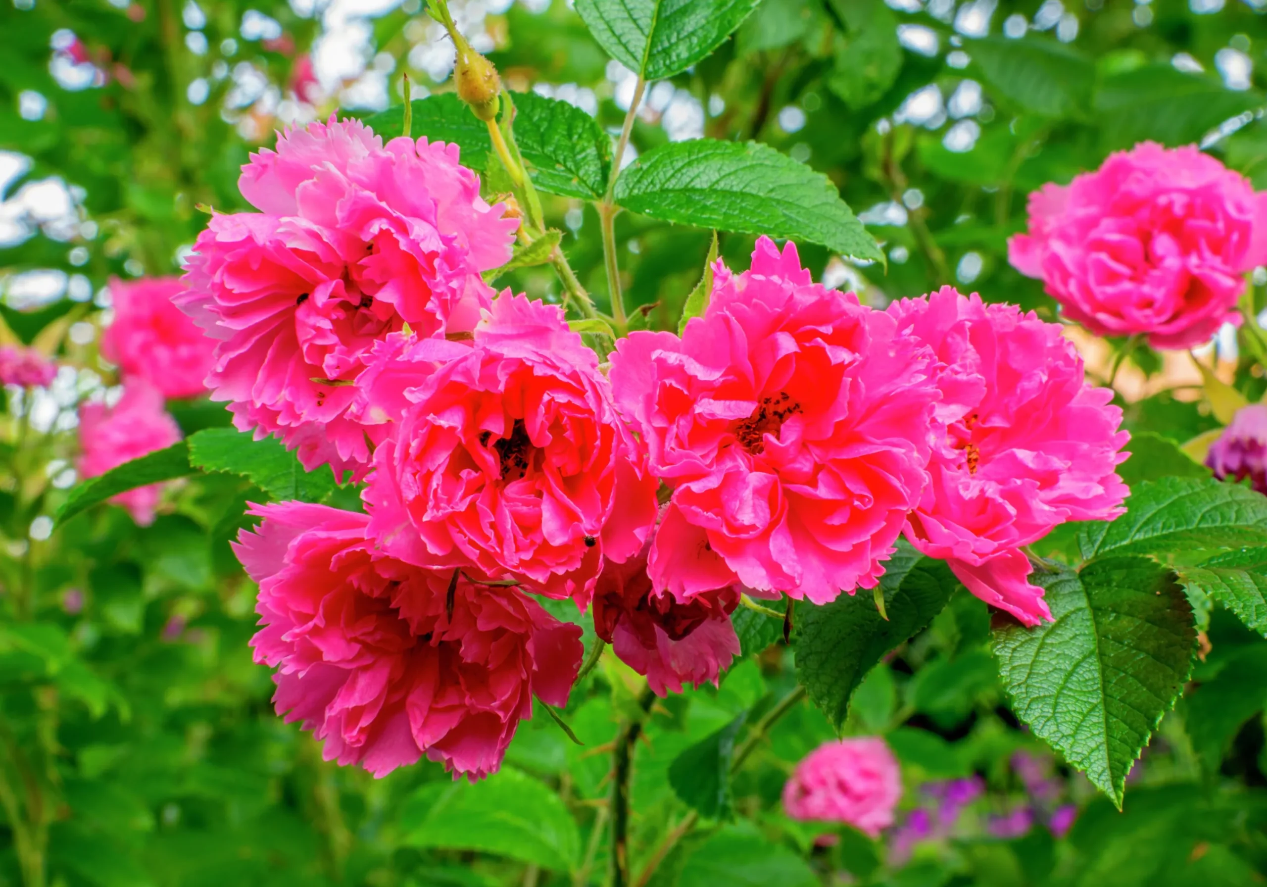 Buskros 'Pink Grootendorst' Barrotad>Omnia garden Outlet