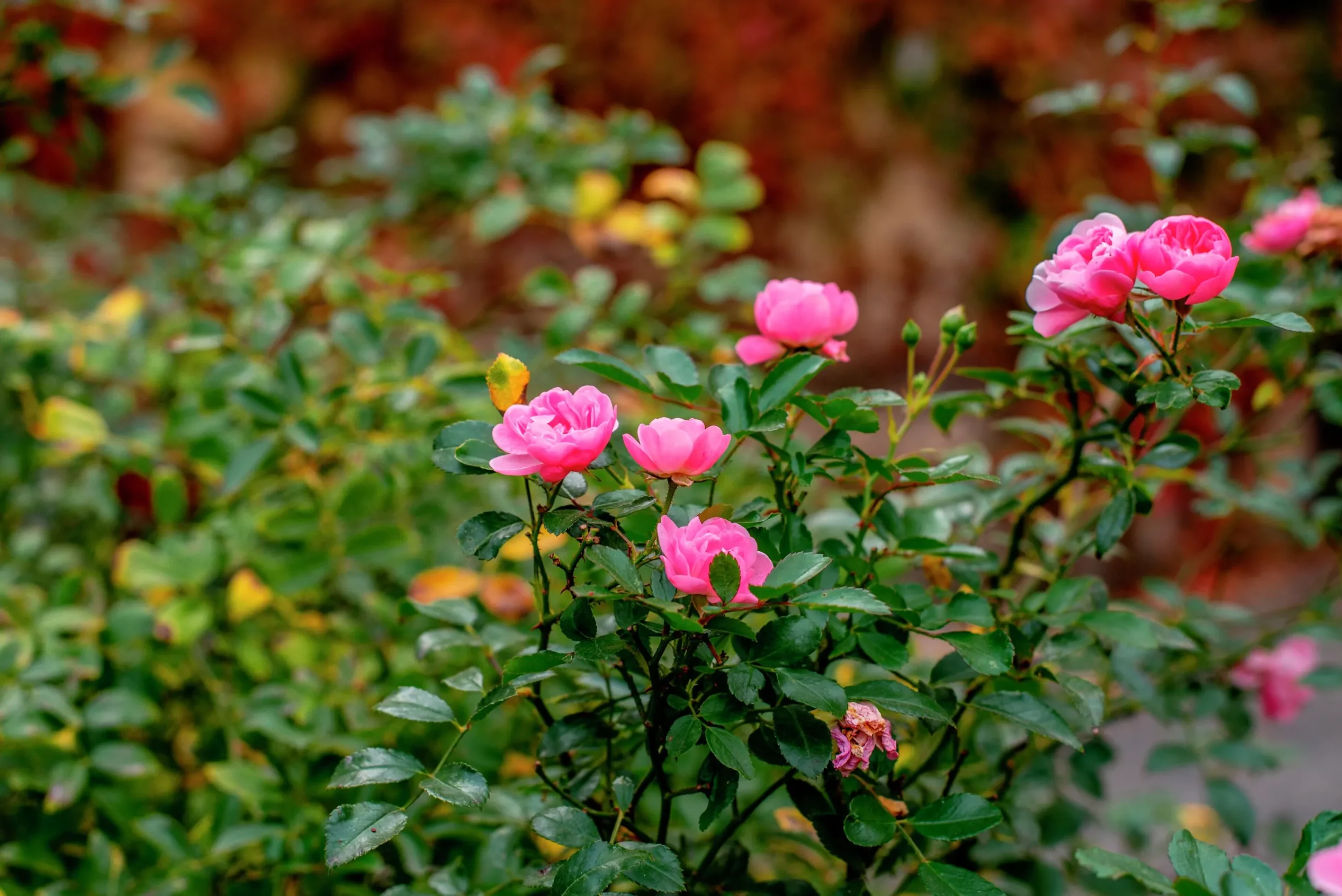 Buskros 'Pink Grootendorst' Barrotad>Omnia garden Outlet