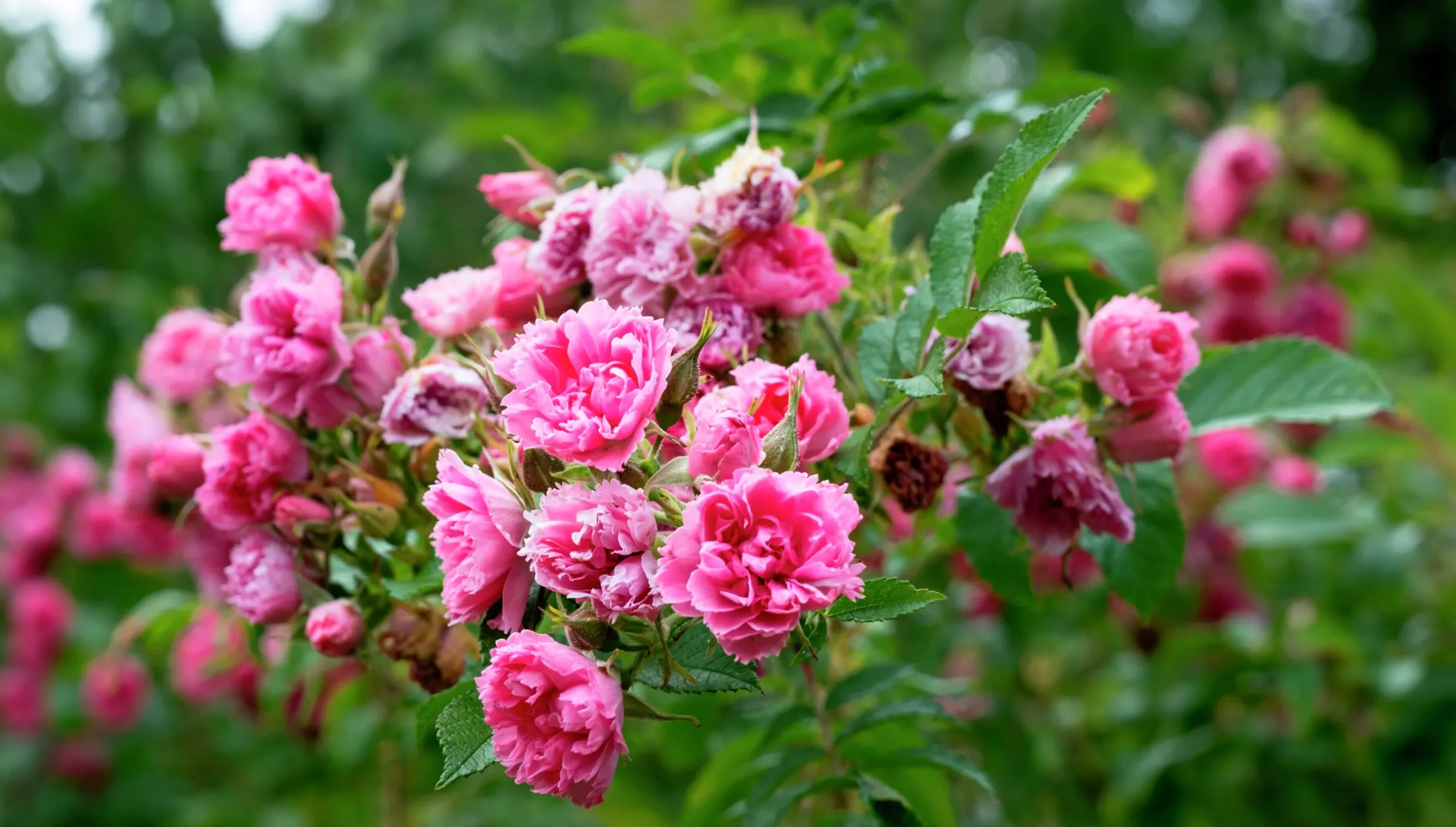 Buskros 'Pink Grootendorst' Barrotad>Omnia garden Outlet