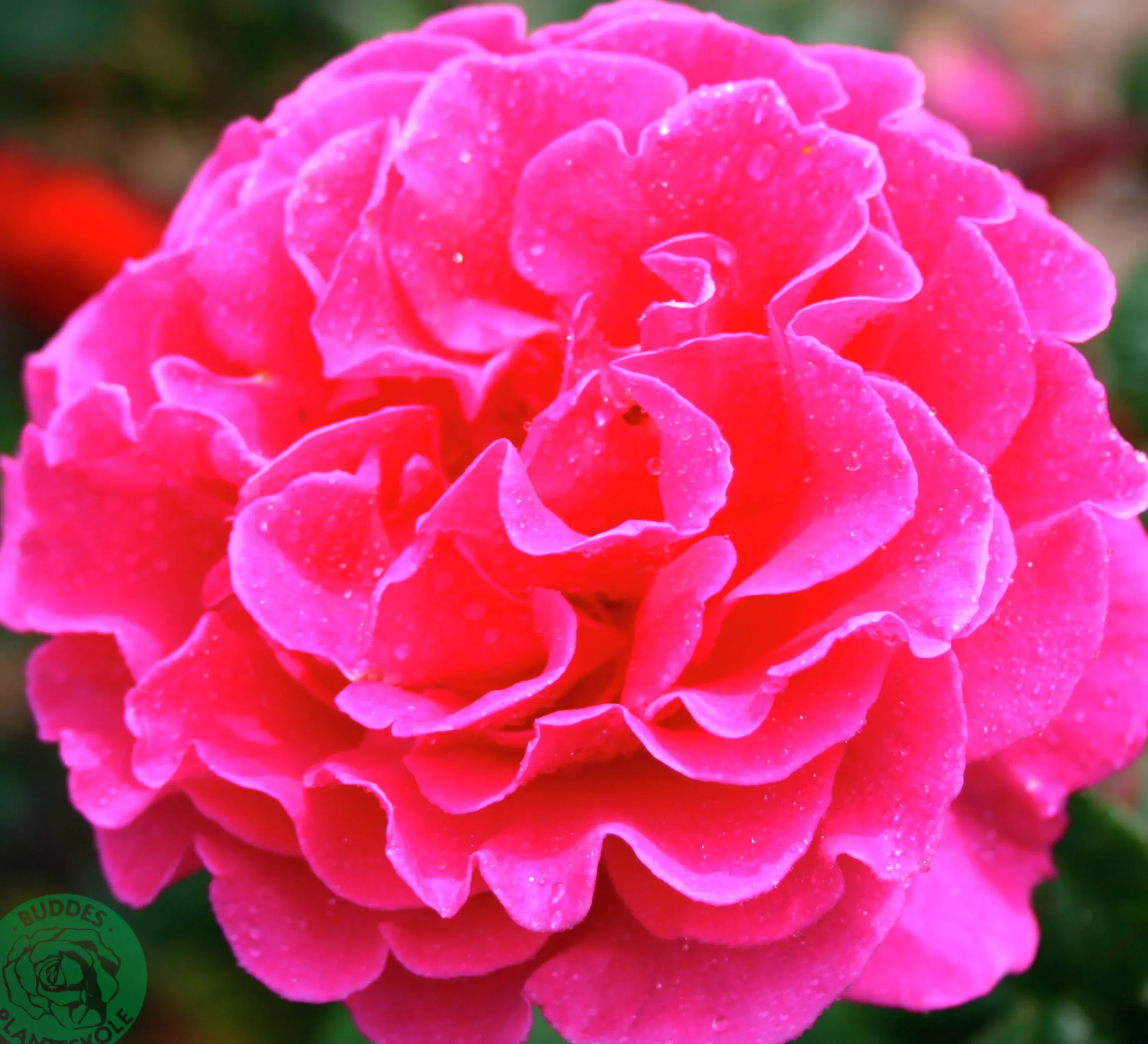 Buskros 'Prinsessa Alexandra Renaissance' 'Pouldra'' Barrotad>Omnia garden Hot