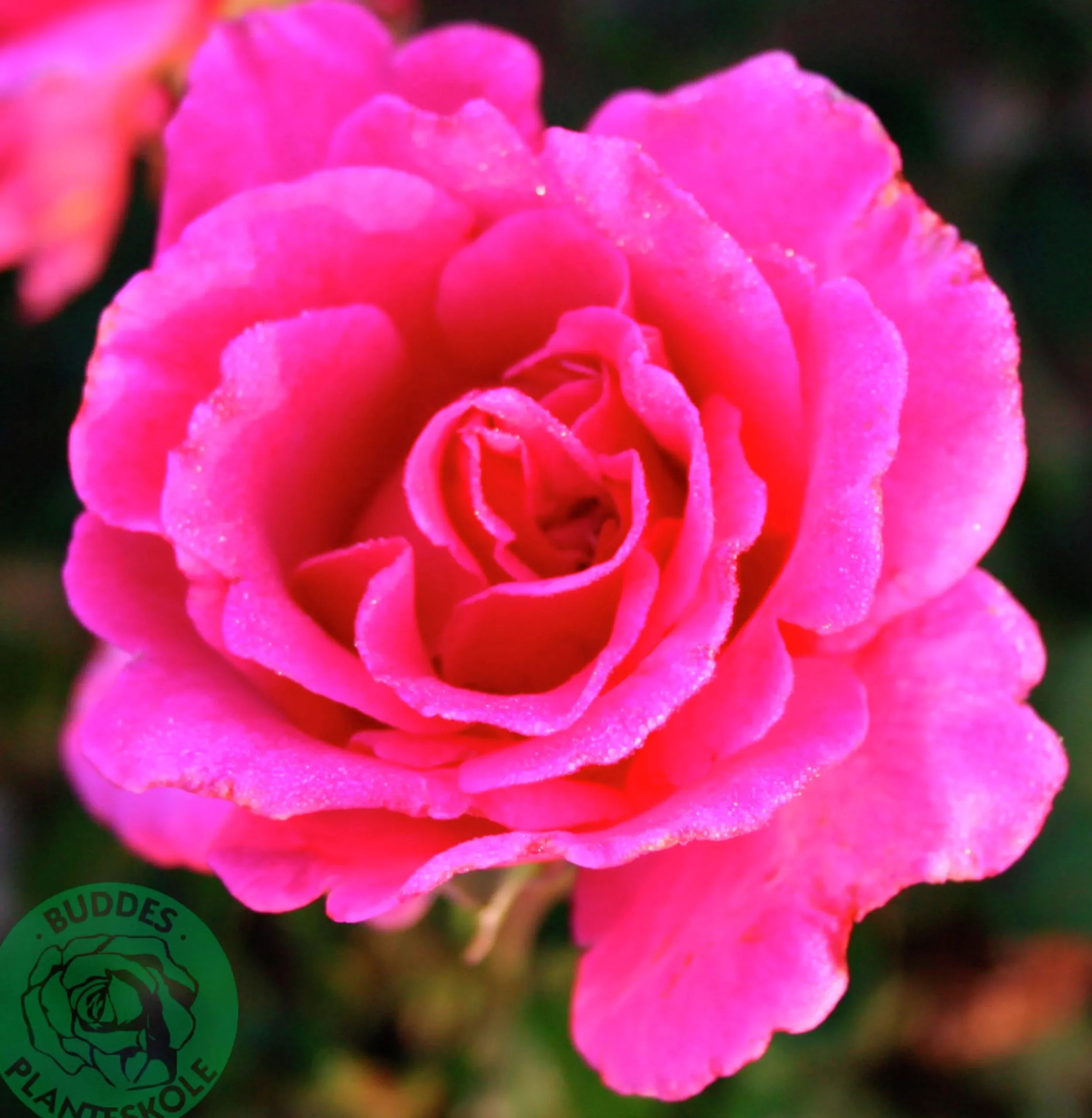 Buskros 'Prinsessa Alexandra Renaissance' 'Pouldra'' Barrotad>Omnia garden Hot