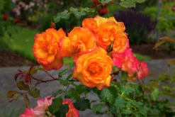 Buskros 'Sahara' 'Tanarasah' Barrotad>Omnia garden Online