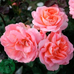 Buskros 'Sissel Renaissance' 'Poulen012' Barrotad>Omnia garden Clearance