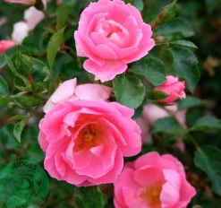 Buskros 'Sommerwind' 'Korlanum' Barrotad>Omnia garden Sale