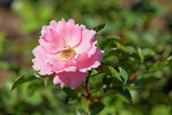 Buskros 'Sommerwind' 'Korlanum' Barrotad><noscript><img width=