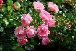 Buskros 'Sommerwind' 'Korlanum' Barrotad><noscript><img width=