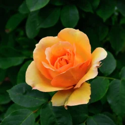 Buskros 'Sophia Renaissance' 'Poulsolo' Barrotad>Omnia garden Discount