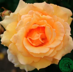 Buskros 'Sophia Renaissance' 'Poulsolo' Barrotad>Omnia garden Discount