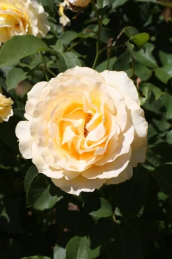 Buskros 'Sophia Renaissance' 'Poulsolo' Barrotad><noscript><img width=