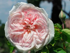 Buskros 'Souvenir de la Malmasion' Barrotad>Omnia garden New