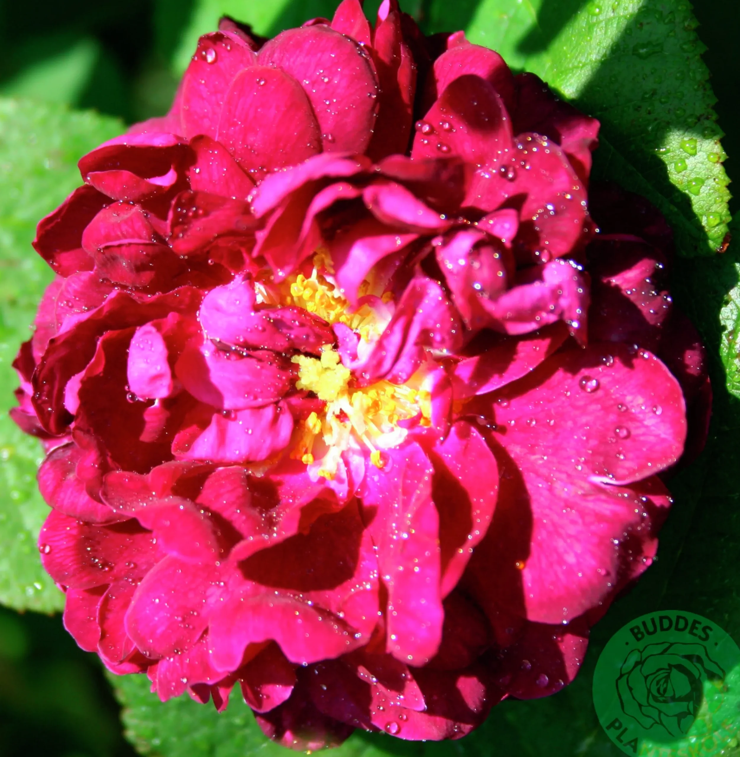 Buskros 'Tuscany superb' Barrotad>Omnia garden New