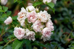 Buskros 'White Grootendorst' Barrotad>Omnia garden Outlet