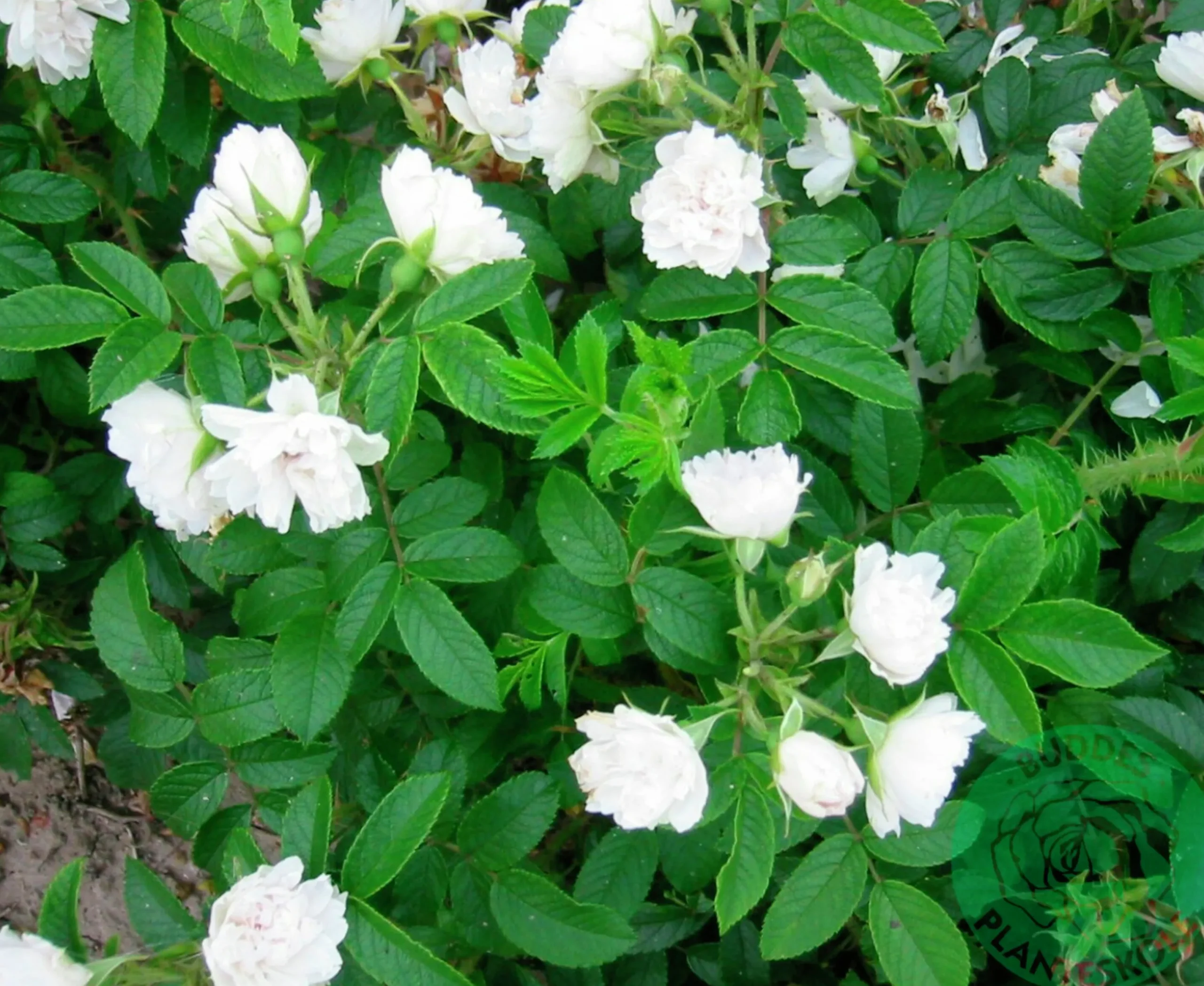 Buskros 'White Grootendorst' Barrotad>Omnia garden Outlet