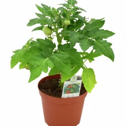 Busktomat lat. Solanum lycopersicum med frukt Mix>Mäster Grön Online