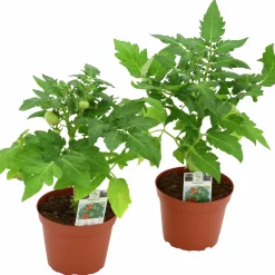 Busktomat lat. Solanum lycopersicum med frukt Mix>Mäster Grön Online