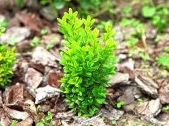 Buxbom 10-15cm>Omnia garden
