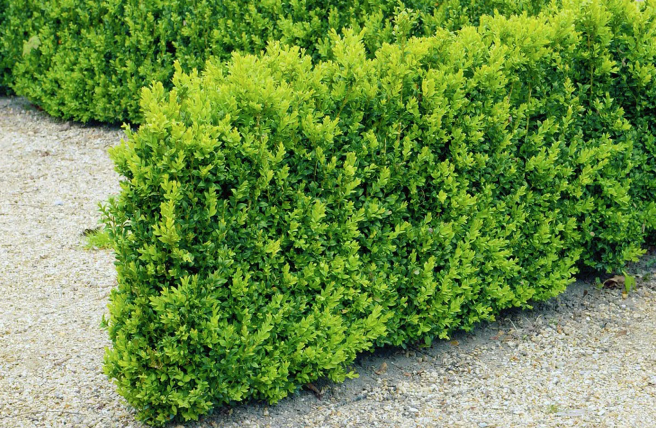 Buxbom 15-20cm>Omnia garden New