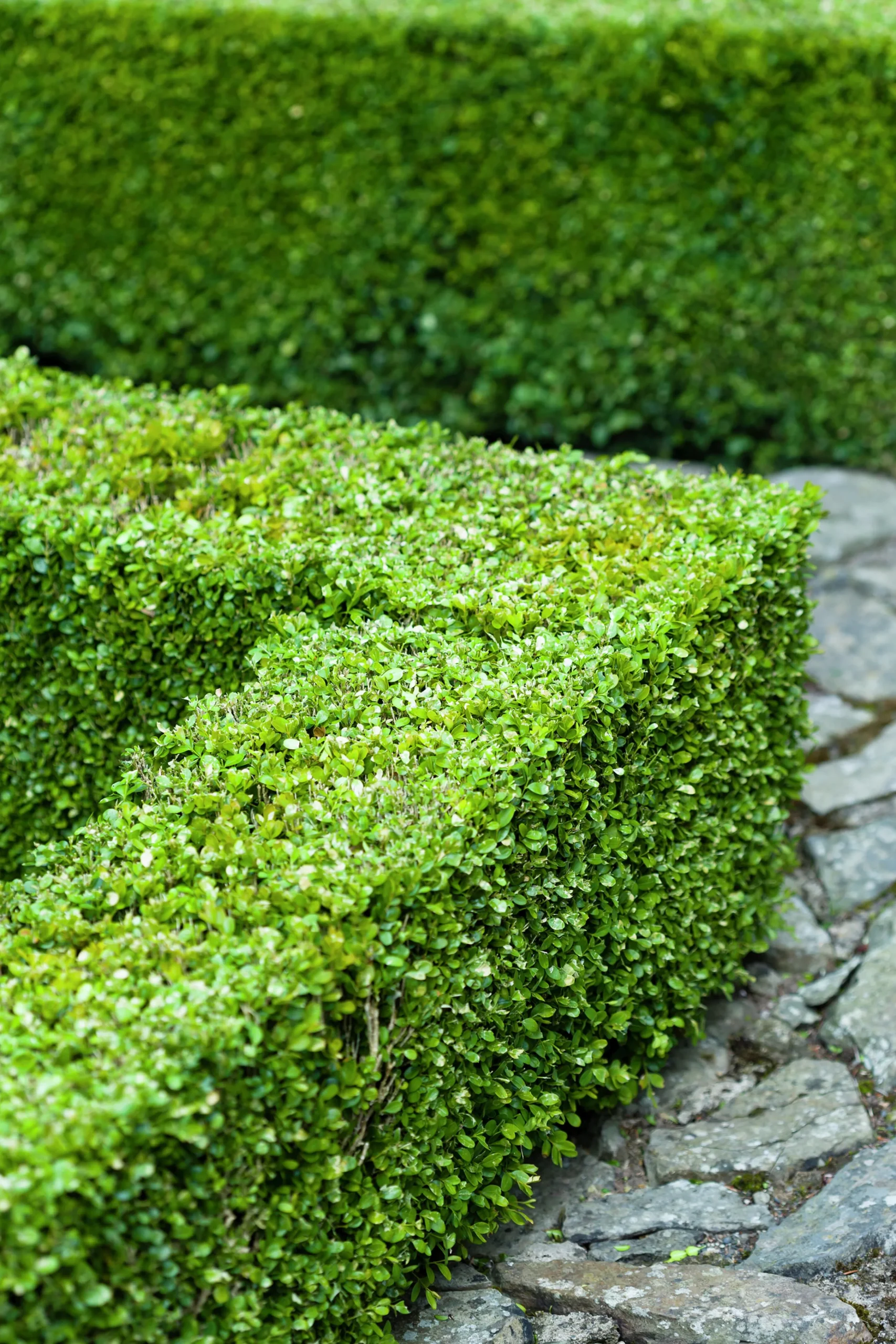 Buxbom 30-40cm>Omnia garden Discount