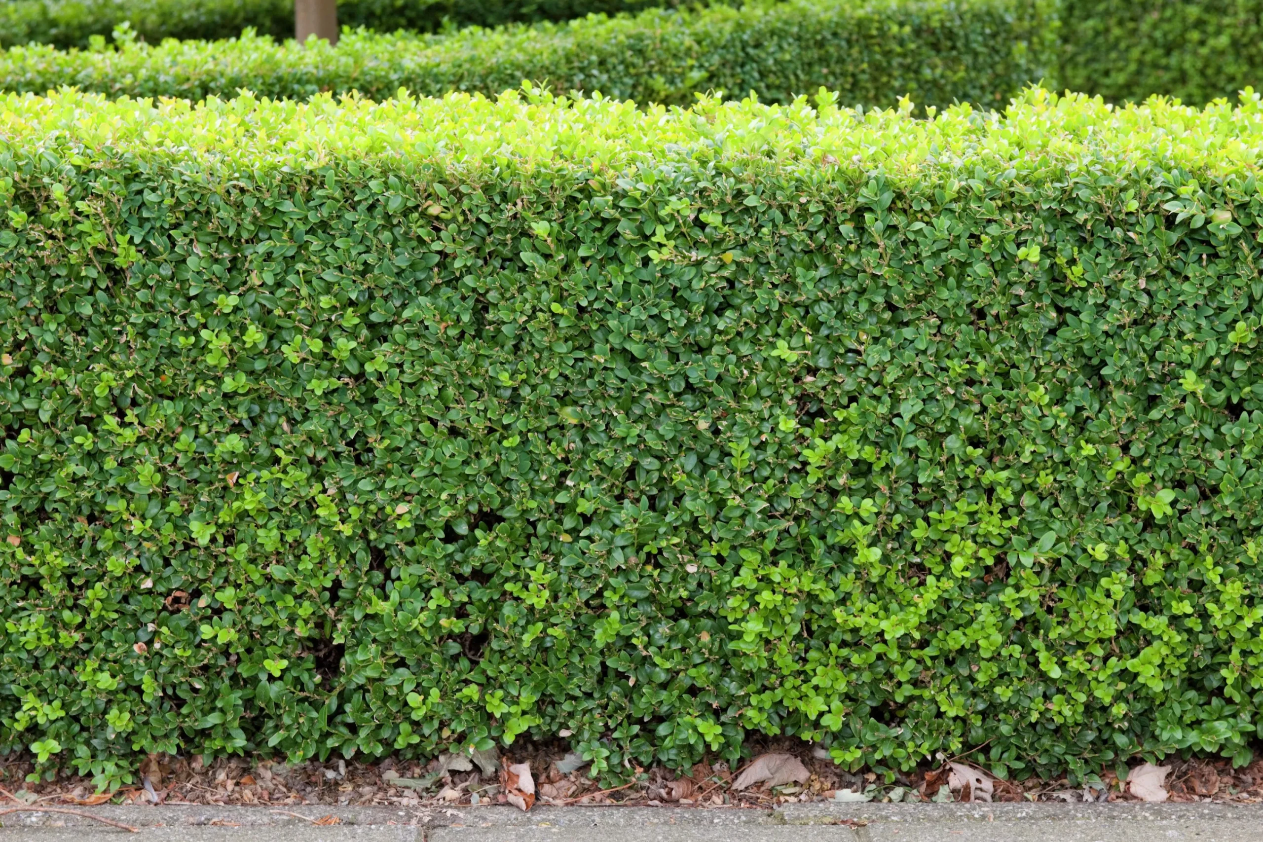 Buxbom 30-40cm>Omnia garden Discount