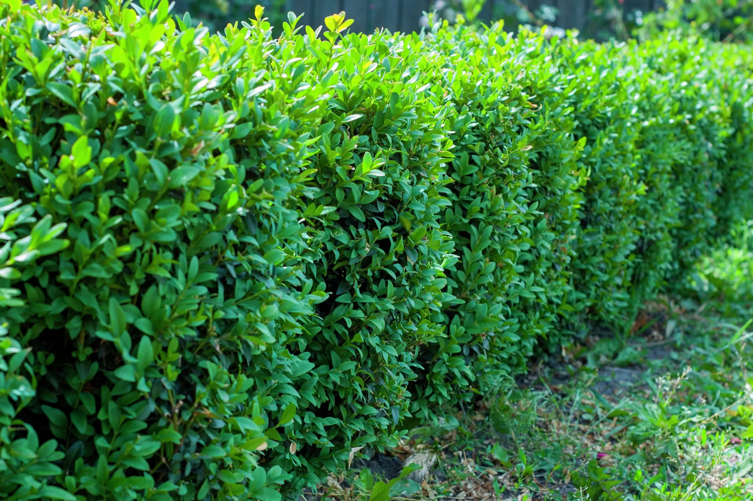 Buxbom 30-40cm Krukodlad>Omnia garden Online