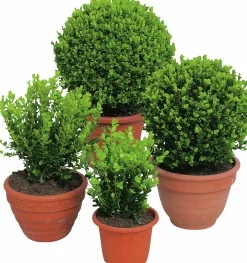 Buxbom 'Faulkner' 20-30cm>Omnia garden Best