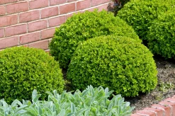 Buxbom 'Faulkner' 20-30cm>Omnia garden Best