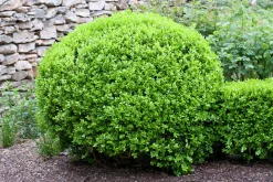 Buxbom 'Faulkner' Klotformad>Omnia garden Clearance
