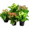Calandiva lat. Kalanchoe Blossfeldiana x10>Mäster Grön Online