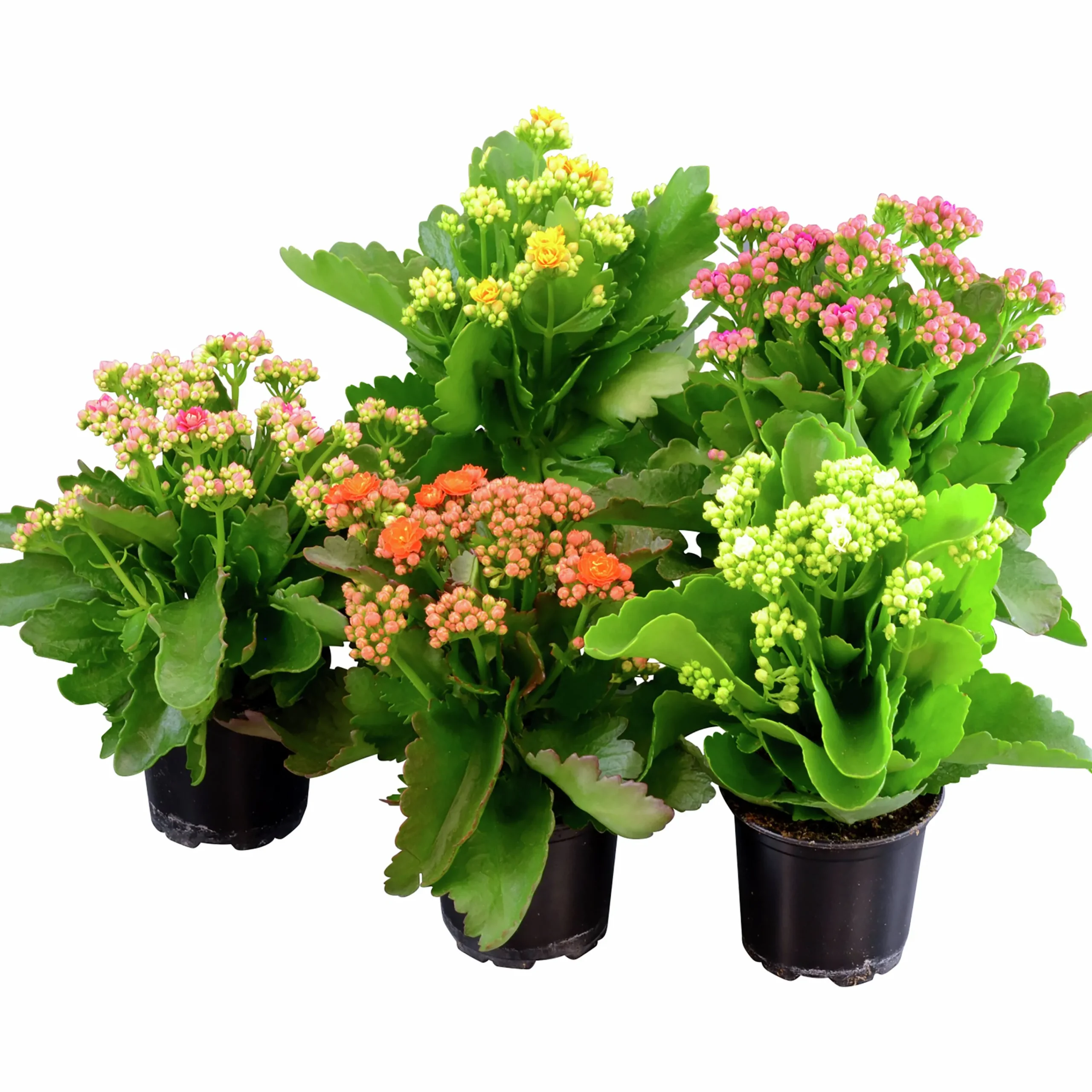 Calandiva lat. Kalanchoe Blossfeldiana x10>Mäster Grön Online
