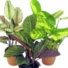 Calathea lat. Calathea spp. Mix 65cm>Mäster Grön New