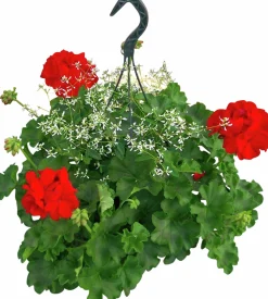 Calliope & Snötörel Mixampel 27cm><noscript><img width=
