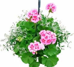 Calliope & Snötörel Mixampel 27cm><noscript><img width=