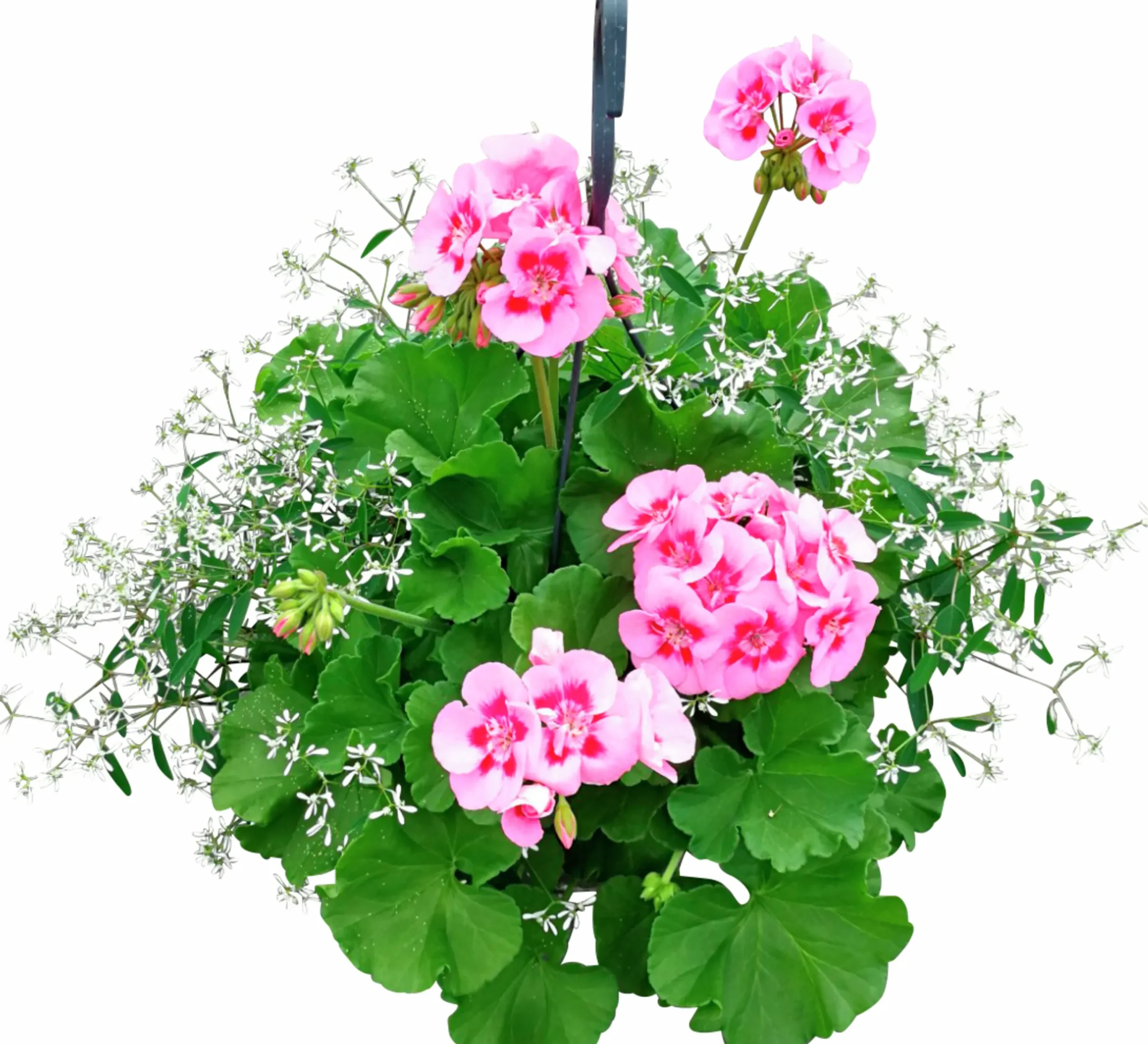 Calliope & Snötörel Mixampel 27cm>Mäster Grön Outlet