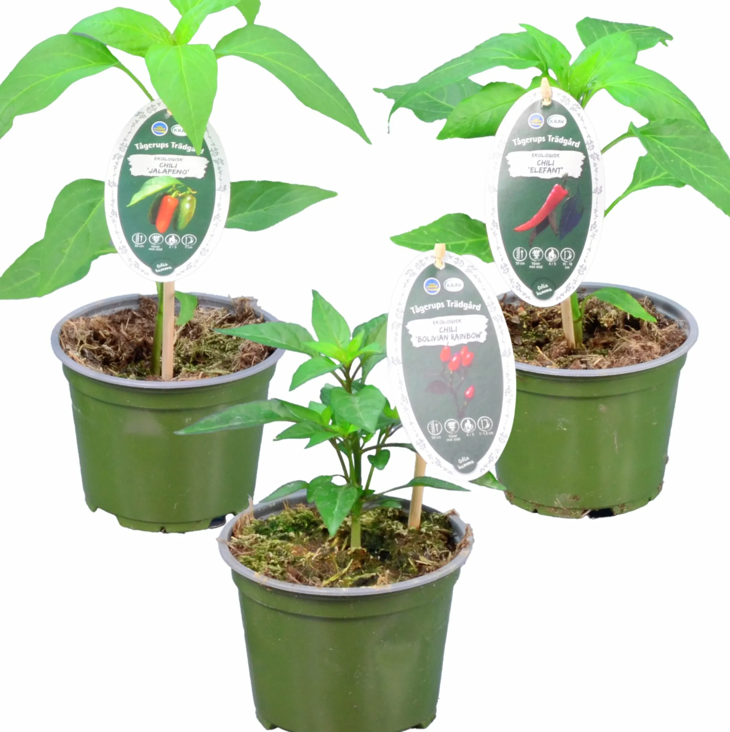 Chili Krav 12cm>Mäster Grön Discount