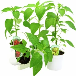 Chili & Paprika Sortmix>Danblumen Best
