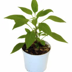Chilipeppar lat. Capsicum Mix>Mäster Grön Best