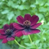 Chokladblomma 13cm kruka>Danblumen Clearance