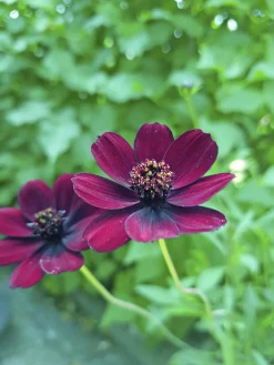Chokladblomma 13cm kruka>Danblumen Clearance